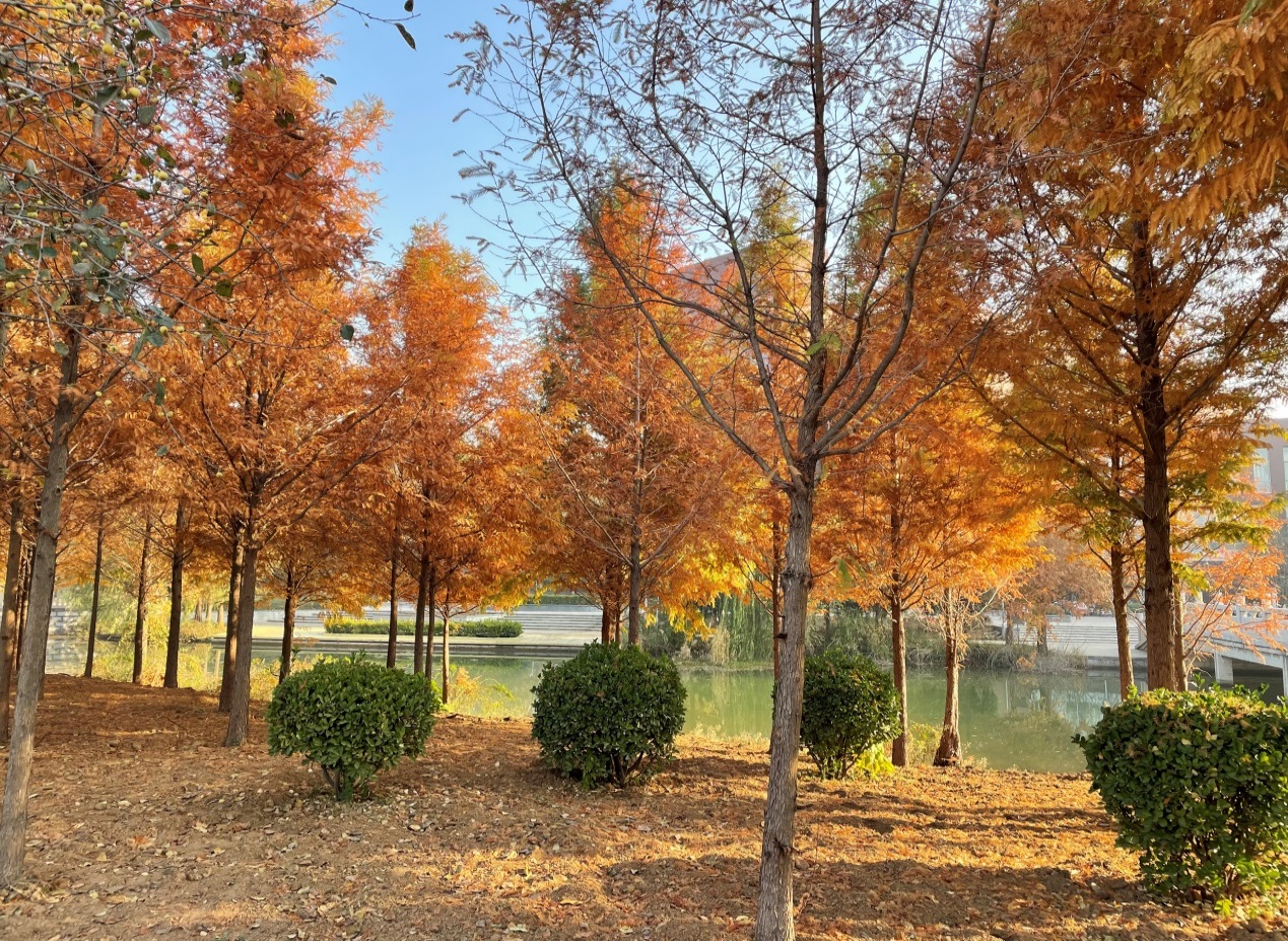 说明: C:\Users\Administrator\Desktop\摄影比赛作品（员工组）\照片\摄影_辛硕达（22级大数据1班）16638311208一叶知秋.JPG